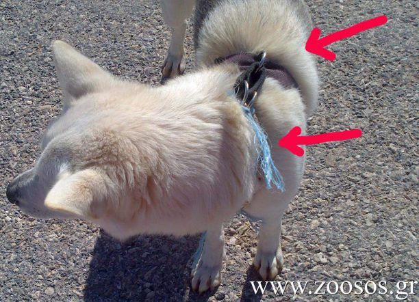 Έκκληση για τα σκυλιά που κακοποιεί ο ιδιοκτήτης τους στη Γαύδο